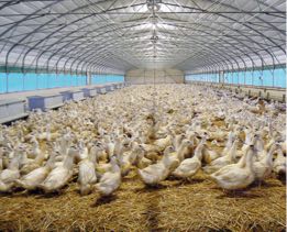 Poultry breeding