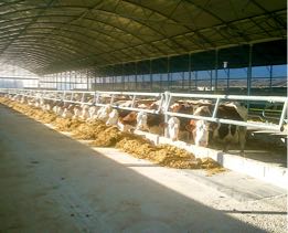 Dairy farming