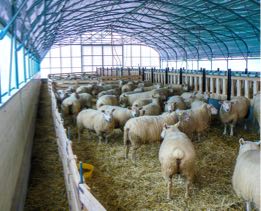 Sheep breeding